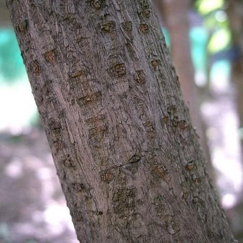 Chimonanthus Praecox 8 Chimonanthus Praecox - Image 6