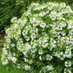 Choisya Ternata Aztec Pearl -Fruit Garden Shop Choisya Aztec Pearl 03