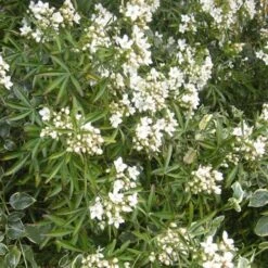 Choisya Ternata Aztec Pearl -Fruit Garden Shop Choisya Aztec Pearl 04