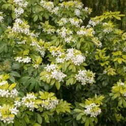 Choisya Ternata Sundance -Fruit Garden Shop Choisya ternata Sundance 03