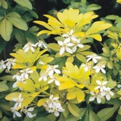 Choisya Ternata Sundance -Fruit Garden Shop Choisya ternata Sundance 04