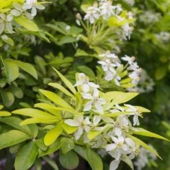 Choisya Ternata Sundance -Fruit Garden Shop Choisya ternata Sundance 07