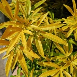 Choisya Ternata Gold Star 6 Choisya Ternata Gold Star -Fruit Garden Shop ChoisyaternataGoldStar3.ff