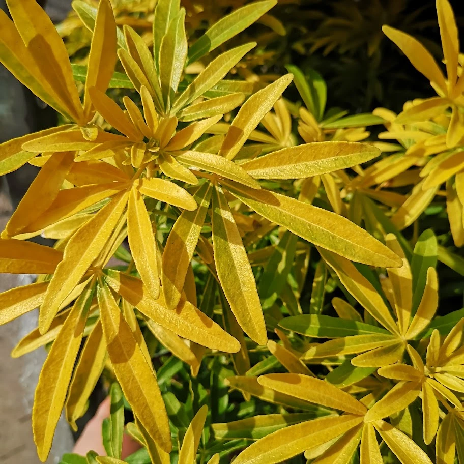 Choisya Ternata Gold Star 4 Choisya Ternata Gold Star - Image 2