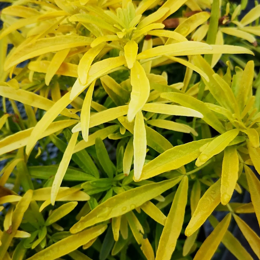 Choisya Ternata Gold Star 5 Choisya Ternata Gold Star - Image 3