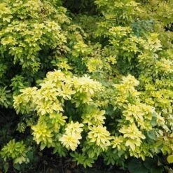 Choisya Ternata Sundance -Fruit Garden Shop Choiysa Sundance Castle Durrow Sep 17 FF 1