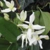 Clematis Armandi