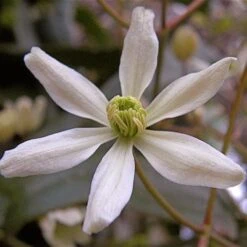 Clematis Armandi -Fruit Garden Shop Clematis armandii 06