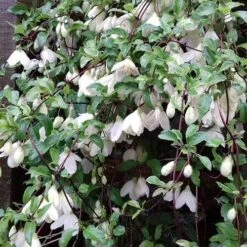 Clematis Cirrhosa Jingle Bells -Fruit Garden Shop Clematis cirrhosa Jingle Bells 03