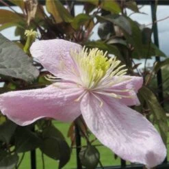 Clematis Montana Tetrarose -Fruit Garden Shop Clematis montana Tetrarose 01