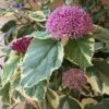 Clerodendrum Bungei Pink Diamond -Fruit Garden Shop Clerodendrum bungei Pink Diamond 01