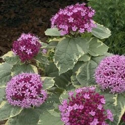 Clerodendrum Bungei Pink Diamond -Fruit Garden Shop Clerodendrum bungei Pink Diamond 02