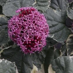 Clerodendrum Bungei Pink Diamond -Fruit Garden Shop Clerodendrum bungei Pink Diamond 04