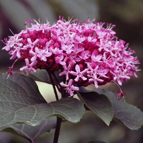 Clerodendrum Bungei 3 Clerodendrum Bungei