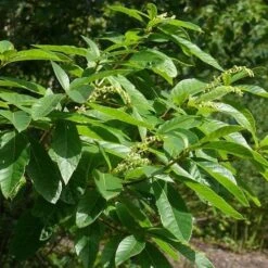 Clethra Pringlei 11 Clethra Pringlei -Fruit Garden Shop Clethra pringlei 02