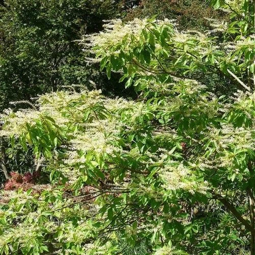 Clethra Pringlei 3 Clethra Pringlei