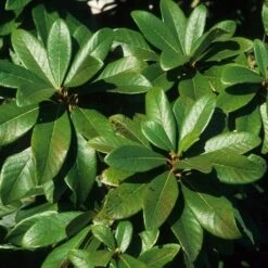 Clethra Pringlei 13 Clethra Pringlei -Fruit Garden Shop Clethra pringlei 06