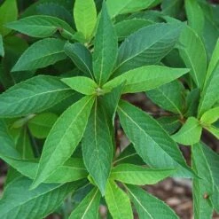Clethra Fargesii -Fruit Garden Shop Clethra fargesii 01
