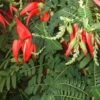 Clianthuspuniceus 1 Clianthuspuniceus -Fruit Garden Shop Clianthus puniceus 01