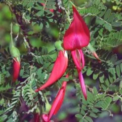 Clianthuspuniceus -Fruit Garden Shop Clianthus puniceus 02