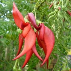 Clianthuspuniceus -Fruit Garden Shop Clianthus puniceus 03
