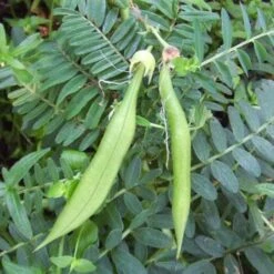 Clianthuspuniceus -Fruit Garden Shop Clianthus puniceus 04
