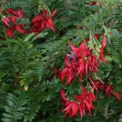 Clianthuspuniceus -Fruit Garden Shop Clianthus puniceus 06