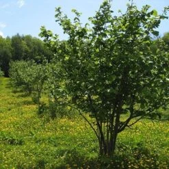 Filbert - Corylus Maxima Kentish Cob -Fruit Garden Shop Cobnut Kentish Cob 04