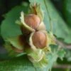 Filbert - Corylus Maxima Kentish Cob 1 Filbert - Corylus Maxima Kentish Cob -Fruit Garden Shop Cobnut Kentish Cob 05