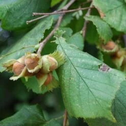 Filbert - Corylus Maxima Kentish Cob -Fruit Garden Shop Cobnut Kentish Cob 06