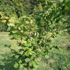 Filbert - Corylus Maxima Kentish Cob -Fruit Garden Shop Cobnut Kentish Cob 07