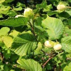 Cobnut - Corylus Avellana Webb’s Prize Cob -Fruit Garden Shop Cobnut 02