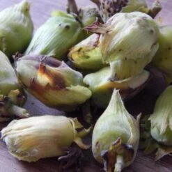 Cobnut - Corylus Avellana Webb’s Prize Cob -Fruit Garden Shop Cobnut 04