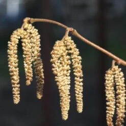 Cobnut - Corylus Avellana Webb’s Prize Cob -Fruit Garden Shop Cobnut 05