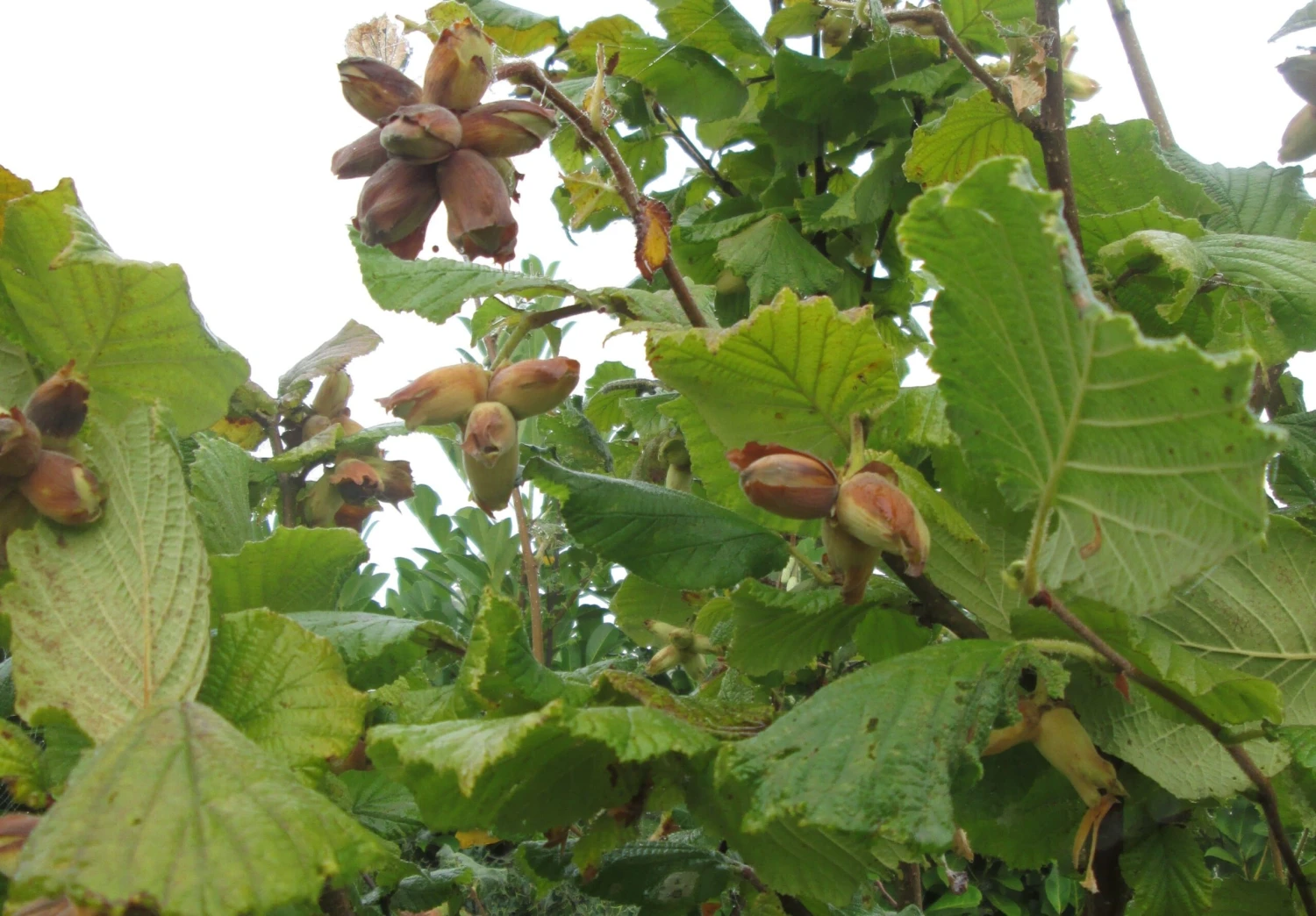 Cobnut - Corylus Maxima Nottingham 4 Cobnut - Corylus Maxima Nottingham - Image 2