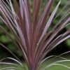 Cordyline Australis Red Comet -Fruit Garden Shop Cordyline Red Comet 01