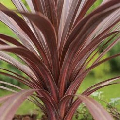 Cordyline Australis Red Comet -Fruit Garden Shop Cordyline Red Comet 04