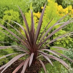 Cordyline Australis Red Comet -Fruit Garden Shop Cordyline Red Comet 05