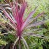 Cordyline Australis Pink Passion -Fruit Garden Shop Cordyline australis Pink Passion 01