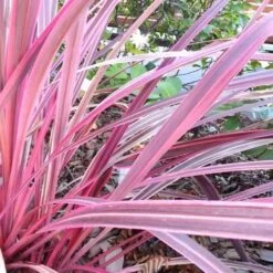 Cordyline Australis Pink Passion -Fruit Garden Shop Cordyline australis Pink Passion 02