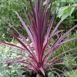 Cordyline Australis Pink Passion -Fruit Garden Shop Cordyline australis Pink Passion 03