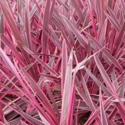 Cordyline Australis Pink Passion -Fruit Garden Shop Cordyline australis Pink Passion 05