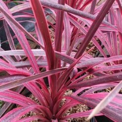 Cordyline Australis Pink Passion -Fruit Garden Shop Cordyline australis Pink Passion 06
