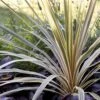 Cordyline Australis Torbay Dazzler -Fruit Garden Shop Cordyline australis Torbay Dazzler 01