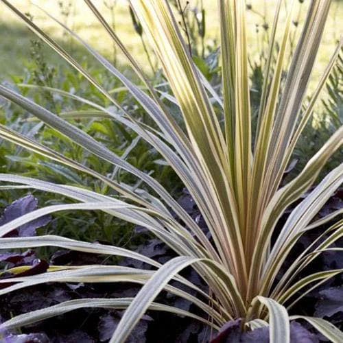 Cordyline Australis Torbay Dazzler 3 Cordyline Australis Torbay Dazzler
