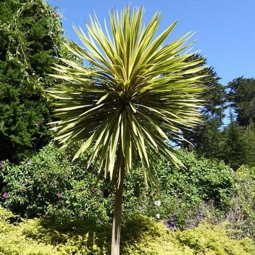 Cordyline Australis Torbay Dazzler 4 Cordyline Australis Torbay Dazzler - Image 2