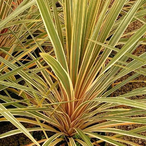 Cordyline Australis Torbay Dazzler 6 Cordyline Australis Torbay Dazzler - Image 4