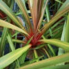 Cordyline Australis Red Heart 1 Cordyline Australis Red Heart -Fruit Garden Shop CordylineRedHeart2