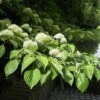 Cornus Controversa - Wedding Cake Tree (Green Foliage) -Fruit Garden Shop Cornus controversa 01