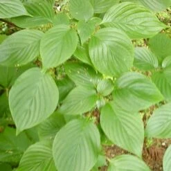 Cornus Controversa - Wedding Cake Tree (Green Foliage) -Fruit Garden Shop Cornus controversa 03